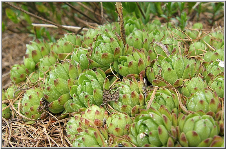 Safari botanico all''Alpe Devero